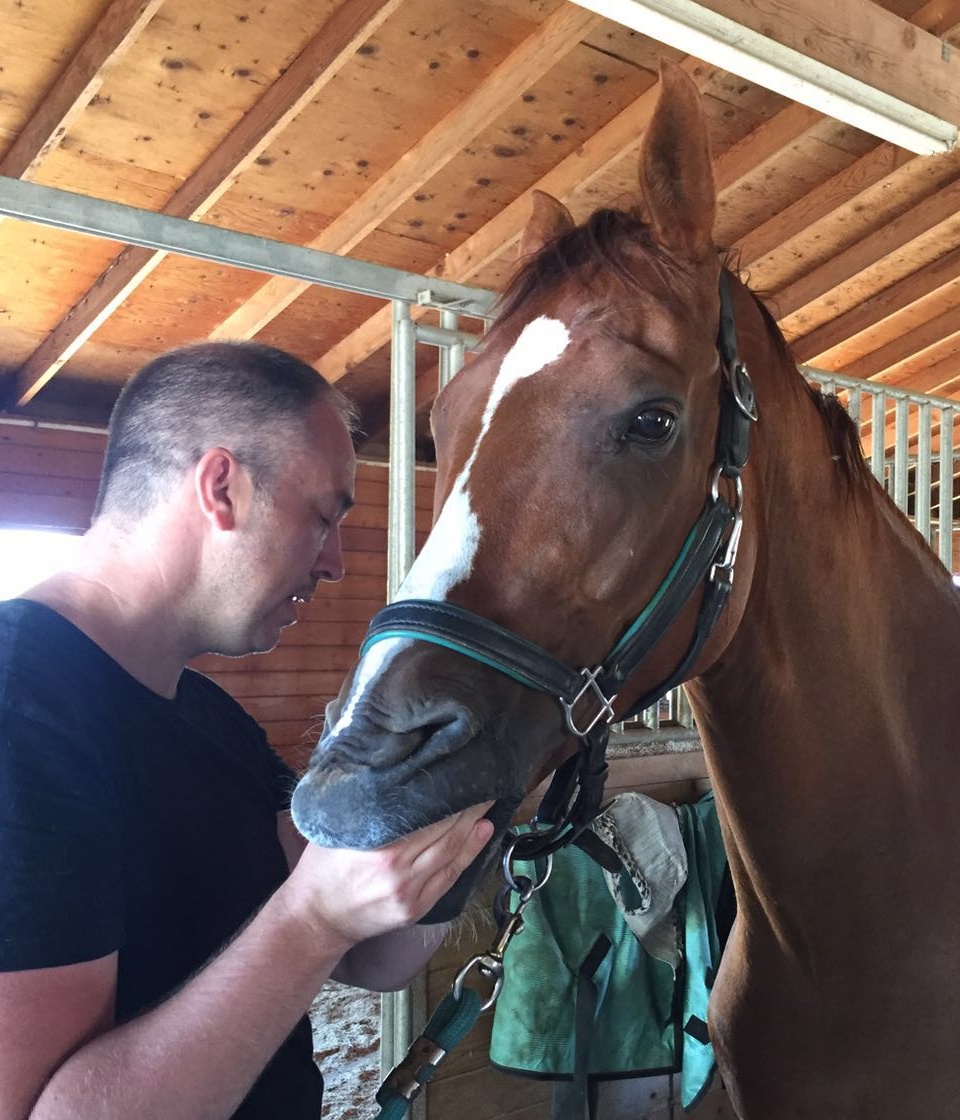 Equine Craniosacral Therapy Toronto